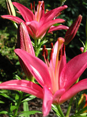 Lily